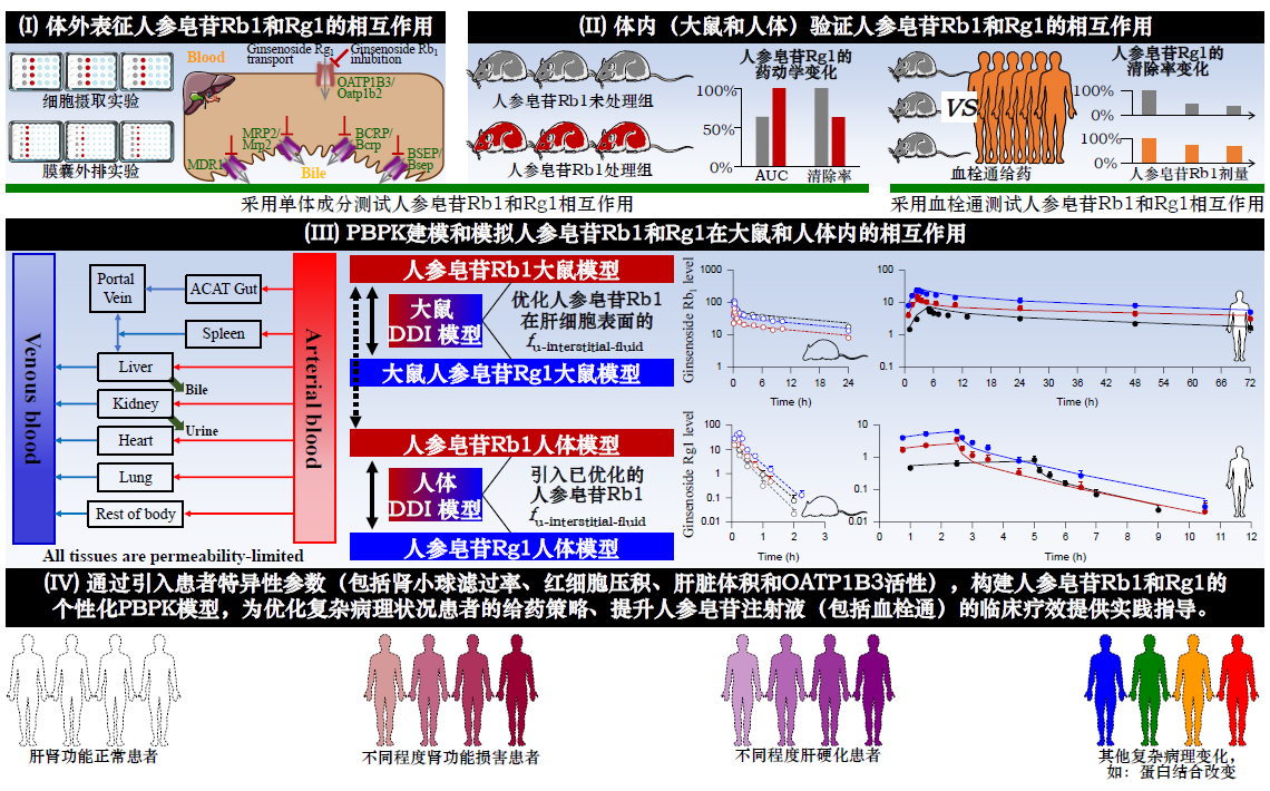 文章推薦 | “藥動學(xué)-生物信息學(xué)”聯(lián)用策略引導(dǎo)注射用人參皂苷的精準(zhǔn)用藥：以血栓通為例